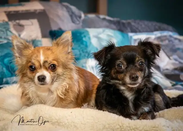 Mignon chihuahua poil long très attachant in Dogs & Puppies for Rehoming in Longueuil / South Shore - Image 9