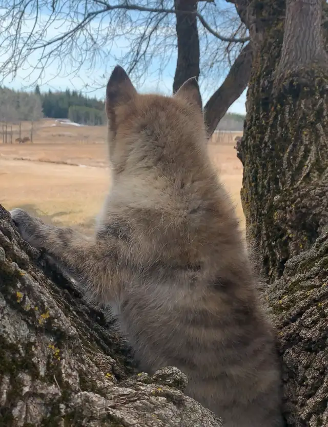 RARE TAMASKAN in Dogs & Puppies for Rehoming in Edmonton - Image 4