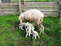 ISO Finn sheep lambs