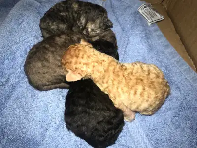 Devon Rex kittens, ready to go home August 17, View more