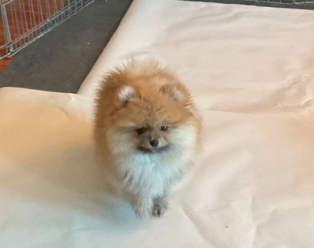 CKC Registered Pomeranian Puppy for sale in Dogs & Puppies for Rehoming in Mission