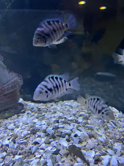 Adult convict cichlids I have breeding pairs as well