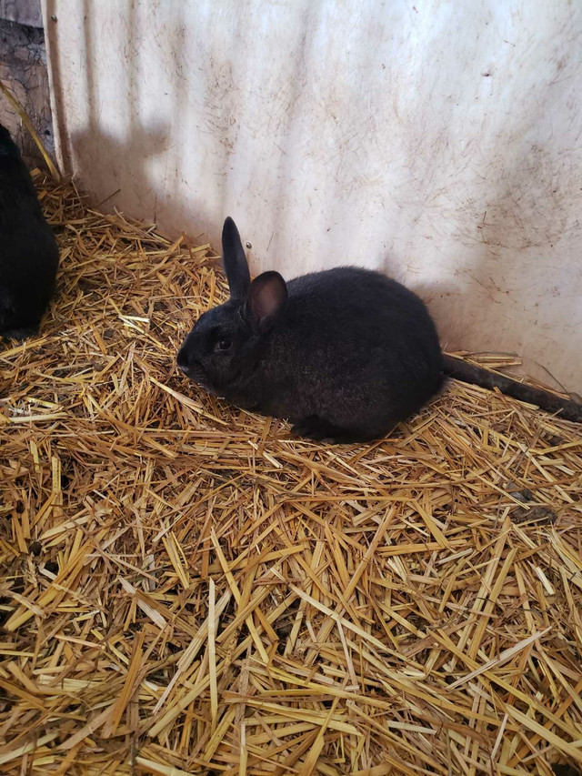 4 rabbits in Small Animals for Rehoming in Red Deer - Image 3