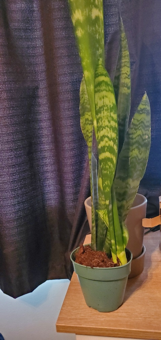 Indoor plants Home Décor & Accents Guelph Kijiji