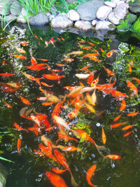 KOI Fish and Gold Fish for sale- Stunning colors and sizes