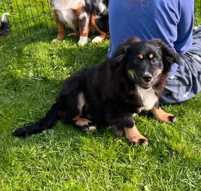 This pup is gorgeous with an amazing personality! Ready to go to her furever home. Purebred miniatur...