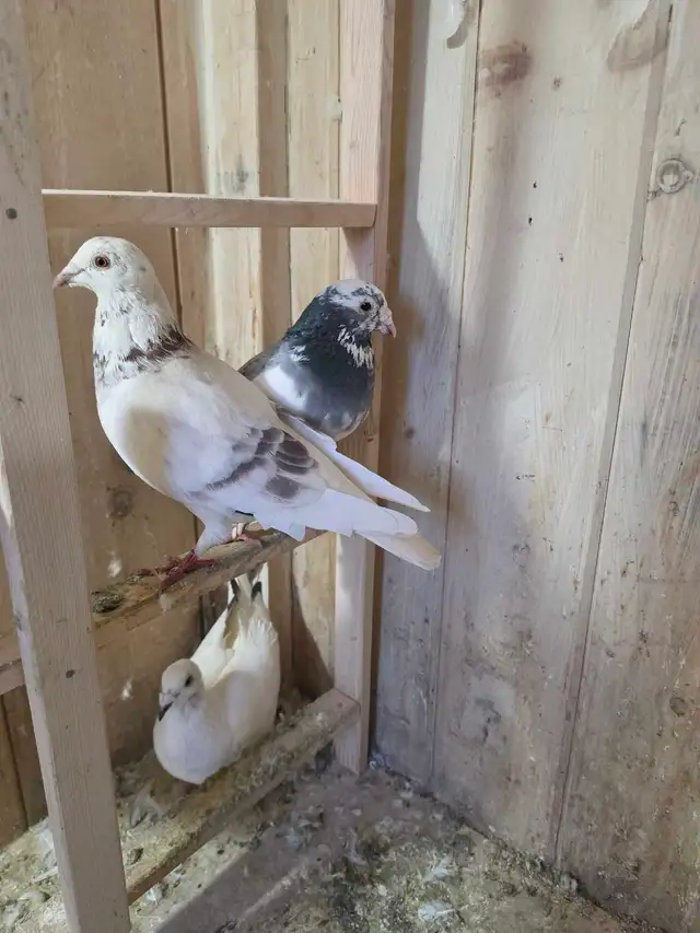 Racing pigeon | Birds for Rehoming | Markham / York Region | Free local ...