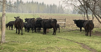 COWS WITH CALVES  Registered Angus Cows