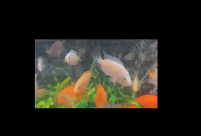  Purebred Midas Cichlids Available, View more