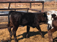 Cow calf pairs- $5400
