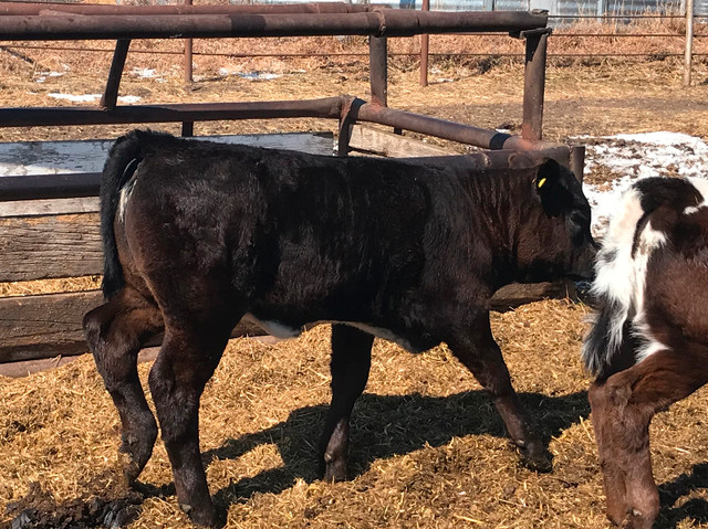 Cow calf pairs- $5400 in Livestock in Edmonton