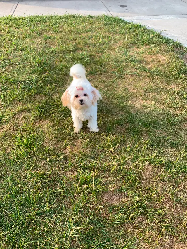 Maltipoo older pup in Dogs & Puppies for Rehoming in Edmonton - Image 10