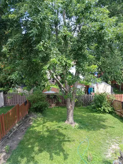 Live in a lovely four-bedroom home in the quite neighborhood Orleans with easy bus access to Downtow...