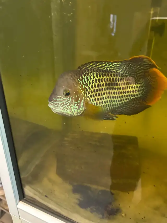 Unsexed Green Terror in Fish for Rehoming in Delta/Surrey/Langley - Image 4