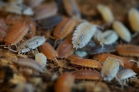 OUT OF STOCK - (Porcellio scaber) Party mix Isopods for sale!!!