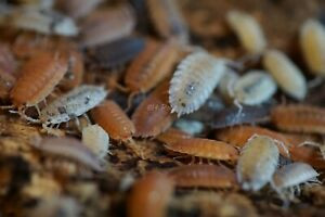 OUT OF STOCK - (Porcellio scaber) Party mix Isopods for sale!!! in Reptiles & Amphibians for Rehoming in Kitchener / Waterloo