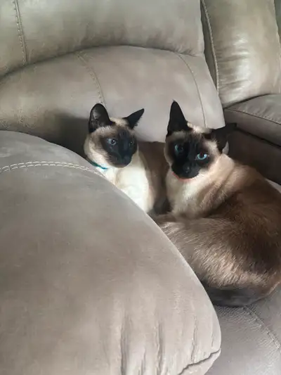 Chocolate Point Siamese, View more
