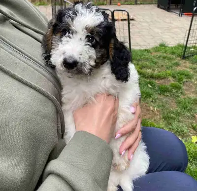 Daisy is a Mid Size Bernedoodle, ready for her new loving home! She has her first set of vaccines, d...