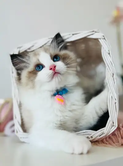 Chatons Ragdoll et Scottish de très bonne qualité prêts à partir maintenant. Ses parents sont de trè...