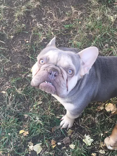 lilac tan French bulldog, View more