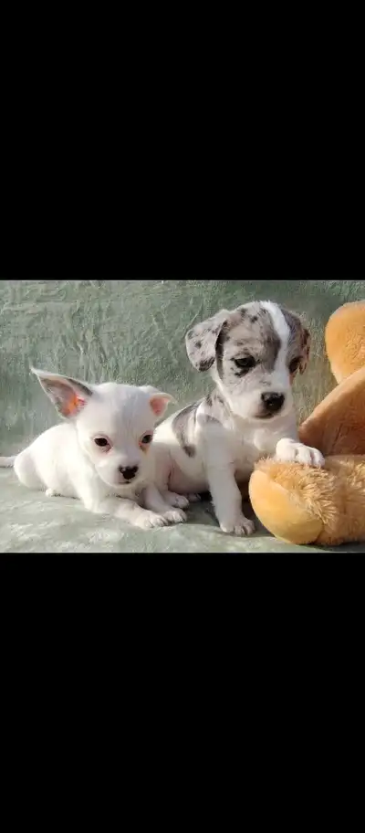 Froodle Puppies (French Bulldog x Poodle) Price: $2,400 each Looking for the perfect blend of adorab...