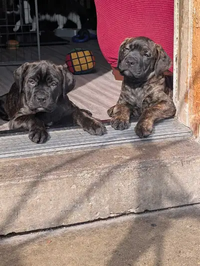 Cane Corso puppies!!!, View more