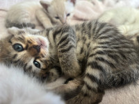 2 aby/bengal mixed kittens 