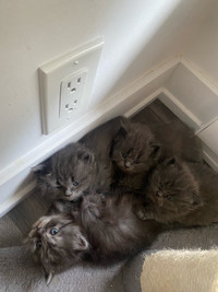 1.5 months old kittens 