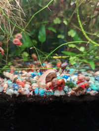 Ramshorn snail and Malaysian trumpet snail