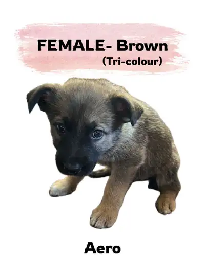 Puppies for sale, View more