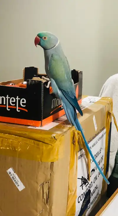 Indian ringneck , View more