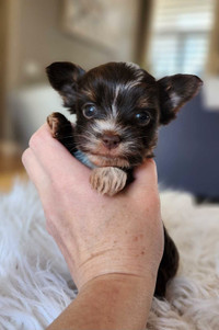TINY Biewer Yorkshire Terrier / Yorkie Puppies