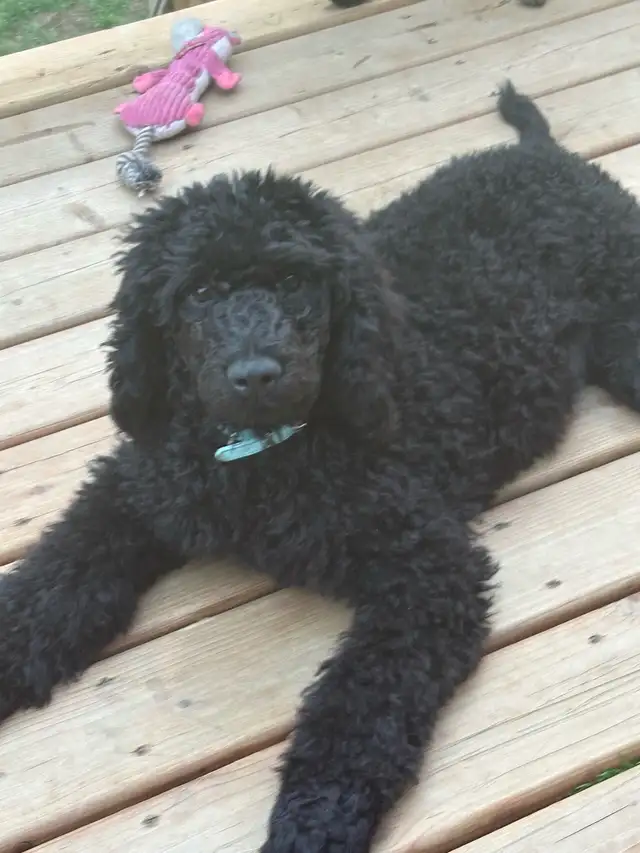 caniche royal (poodle) in Dogs & Puppies for Rehoming in Laurentides - Image 3