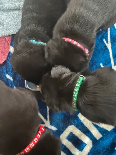 Mixed puppies, View more