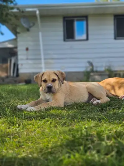 BEAUTIFUL PUPPY, View more