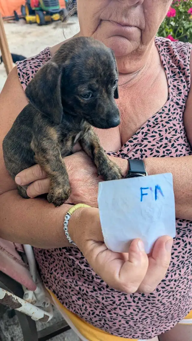 Mini Dachshund puppies in Dogs & Puppies for Rehoming in Winnipeg - Image 3