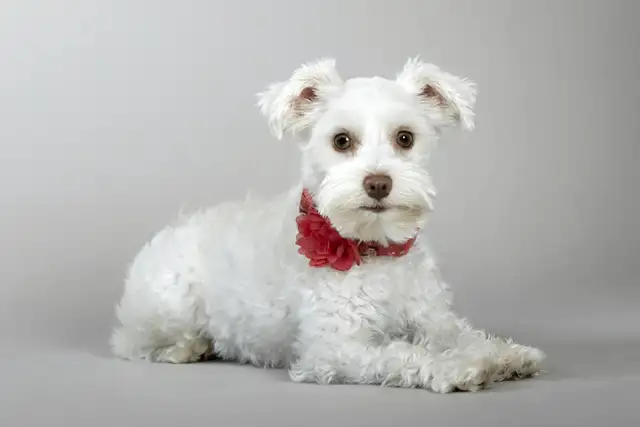 Rare**BLUE EYED** Male Toy Schnauzer in Dogs & Puppies for Rehoming in London - Image 7