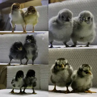 Day old chicks from multiple heritage breeds, View more
