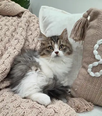 Chaton Siberien hypoallergene, View more