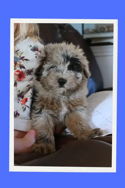 Aussiedoodle puppies, View more
