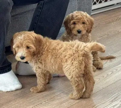  Cockapoo Puppies, View more
