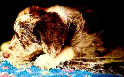 Smart Beautiful Bordoodle Puppy ready to go!, View more