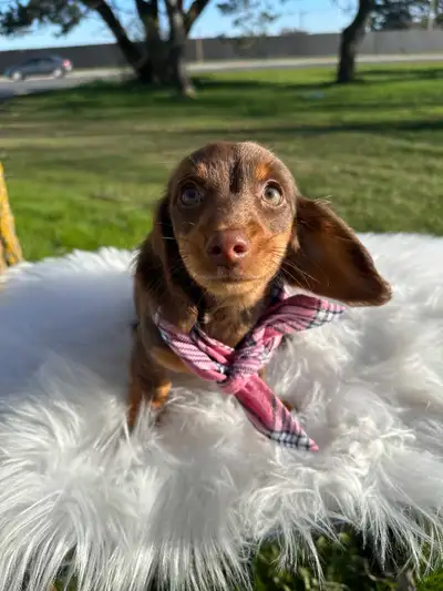 Chocolate & Tan Miniature Dachshund Puppies, View more