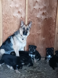 German shepherd puppies