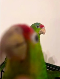 Bébés perroquets amazon front rouge extrêmement rare!