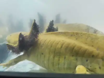 These young salamanders are looking for a new home, and are very healthy. There are however larger m...