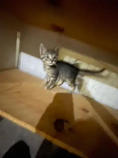 kittens ready to go, View more
