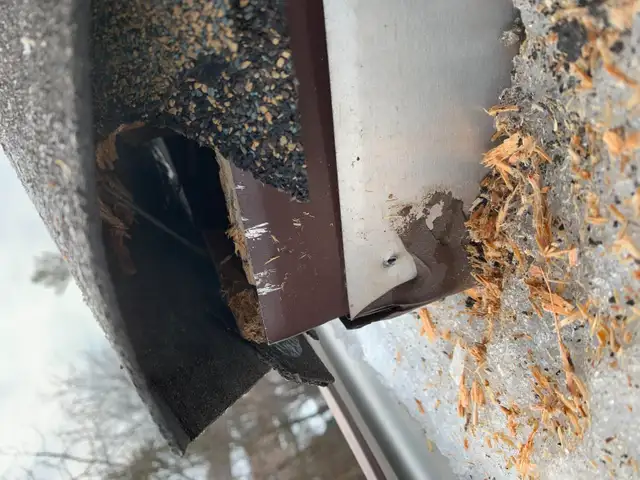 Affordable Raccoon Removal Mississauga in Other in Mississauga / Peel Region - Image 12