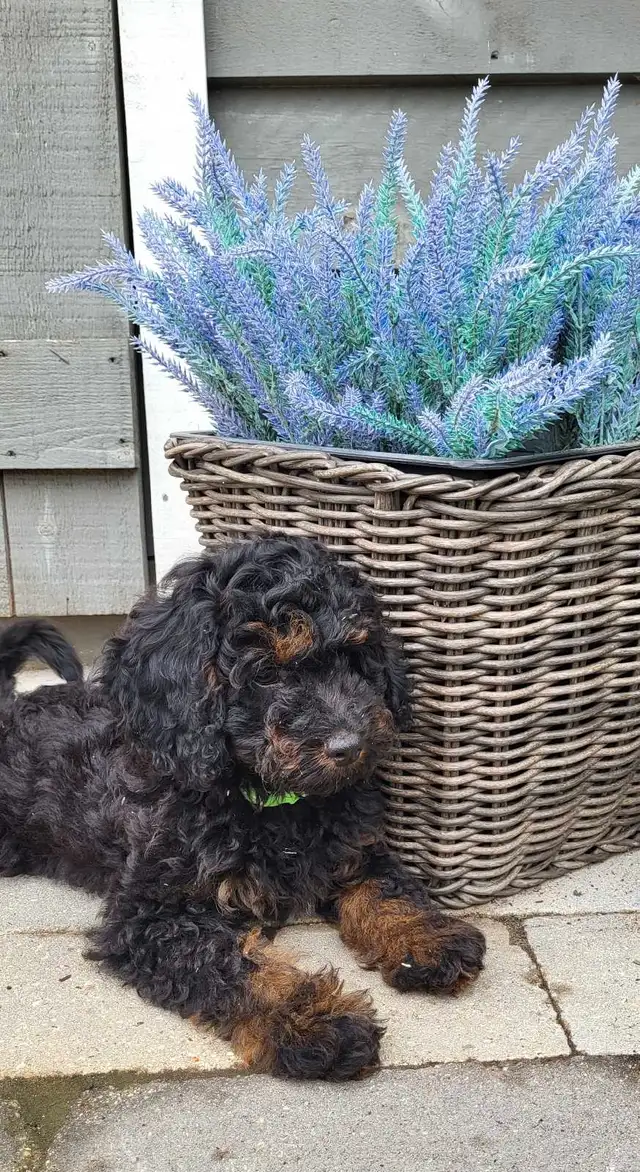 Adorable Cockapoo Puppies in Dogs & Puppies for Rehoming in Woodstock - Image 9