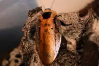 Discoid Roaches - Legal Feeders!